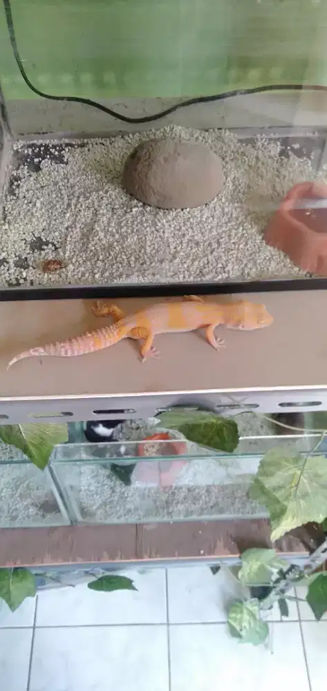 Gecko tremper lavender