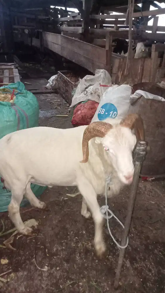 Domba qurban Bandung