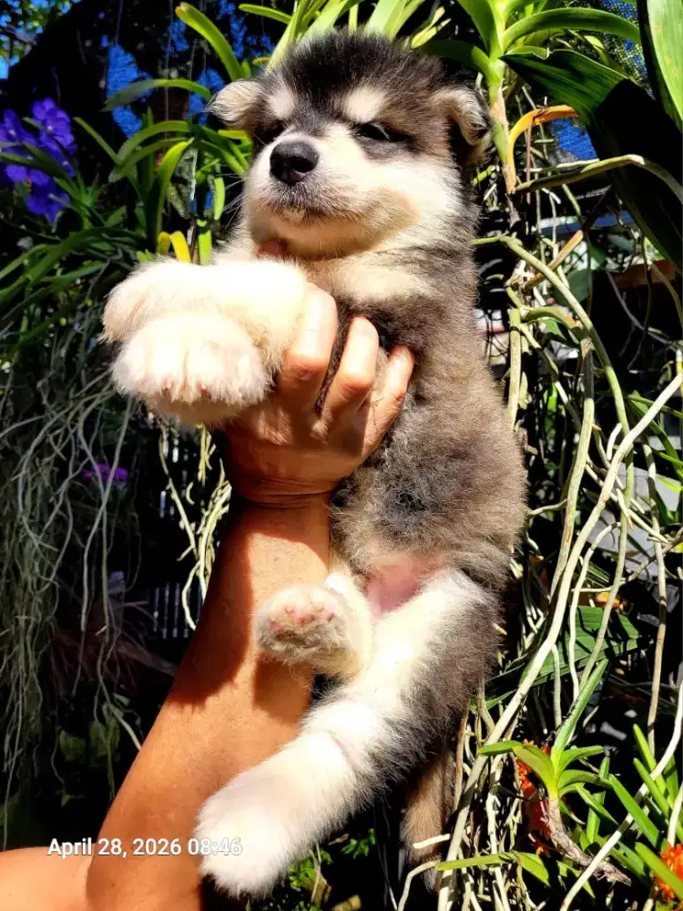 ALASKAN MALAMUTE IMPORT 2 MALE 1 FEMALE