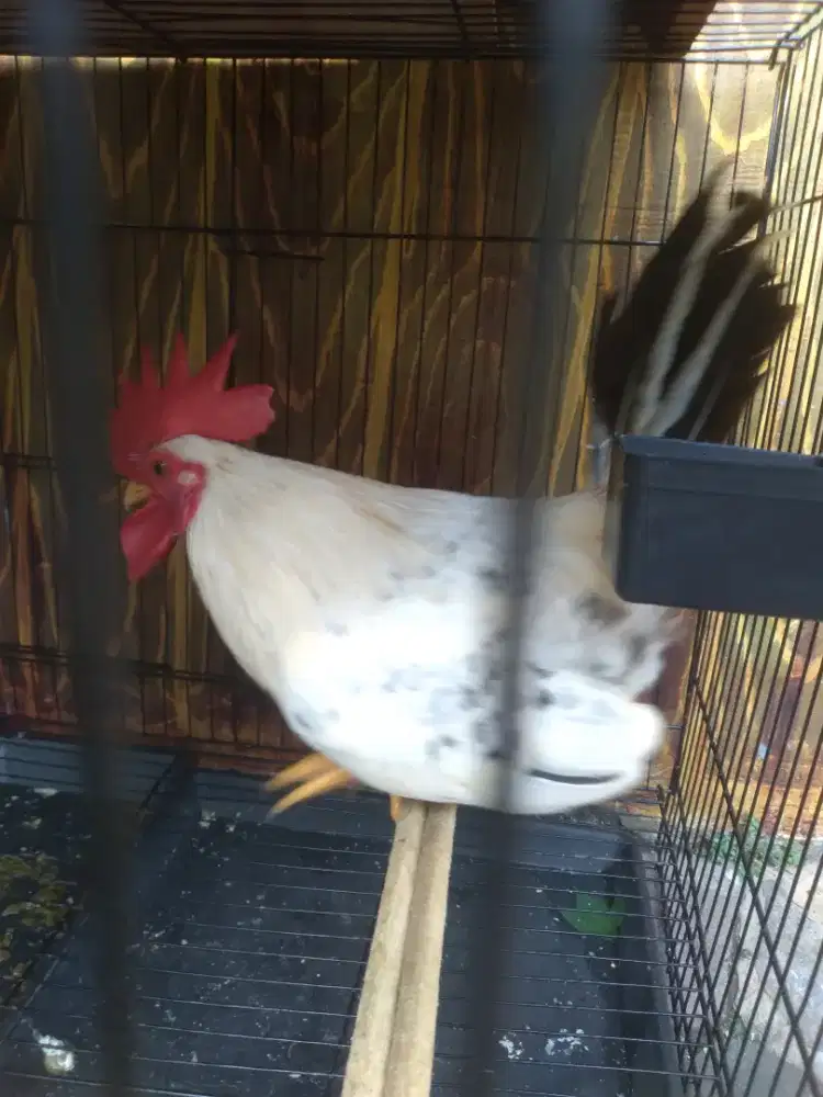 Ayam Kate Crosing Blacktail