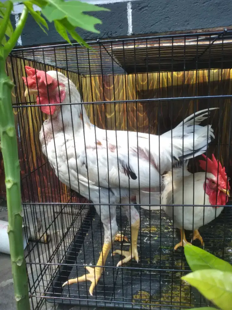 Ayam Jago Kampung