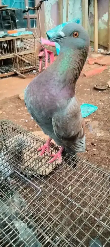 2 pasang burung dara
