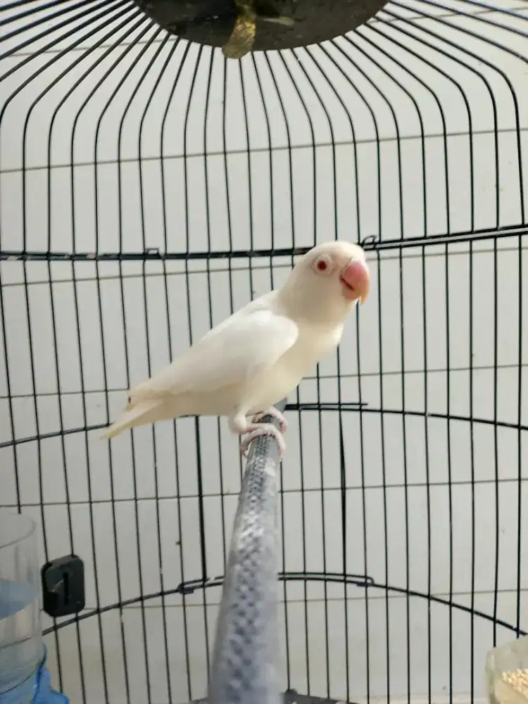 LB albino Mata Merah Jantan Dewasa