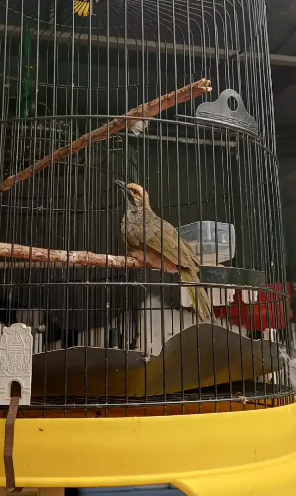 Burung Cucakrawa/Cucakrowo Gacor Mulus Fullset