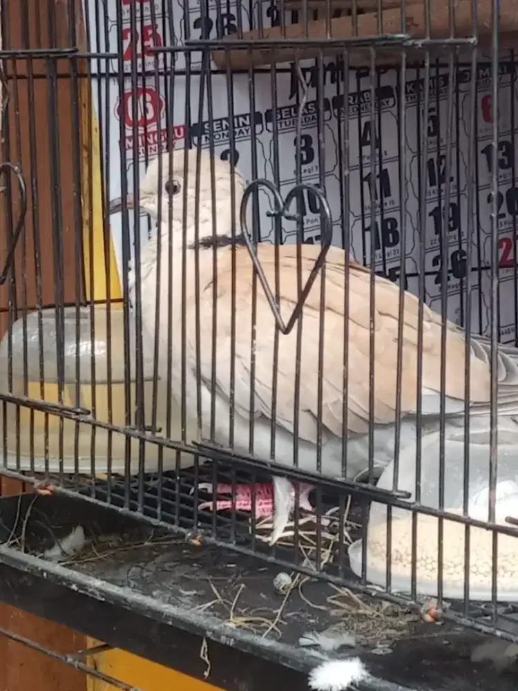Burung Puter Pelung Betina