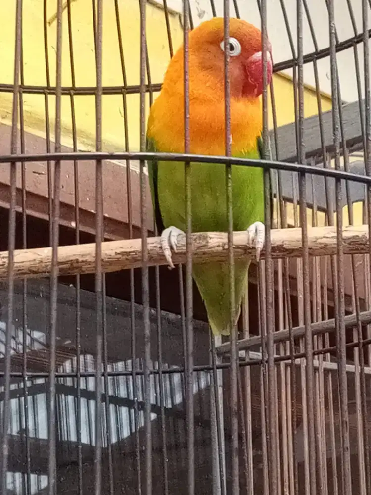 Burung Love Bird Biola