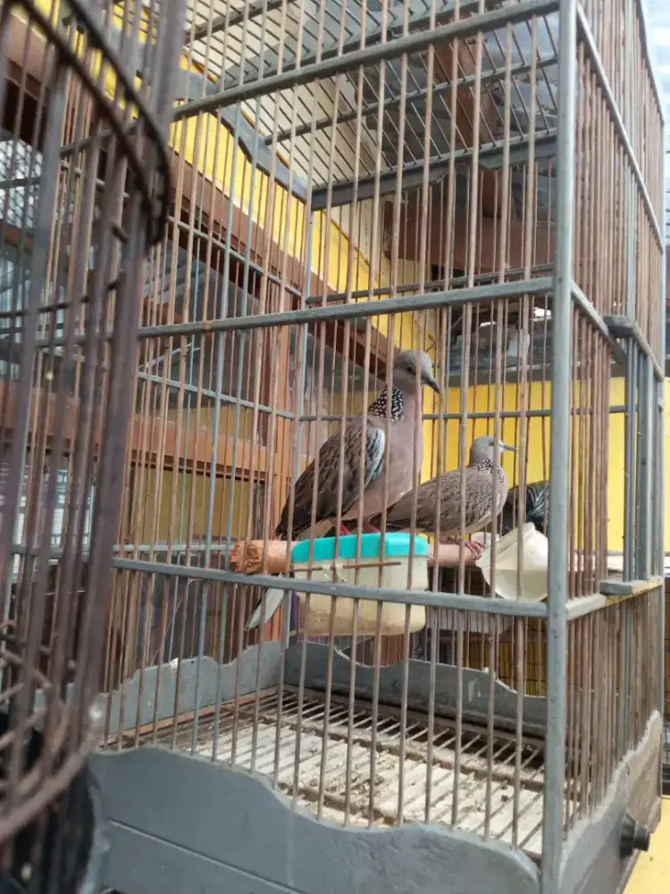 Burung Tikukur Kuk 2 sandung
