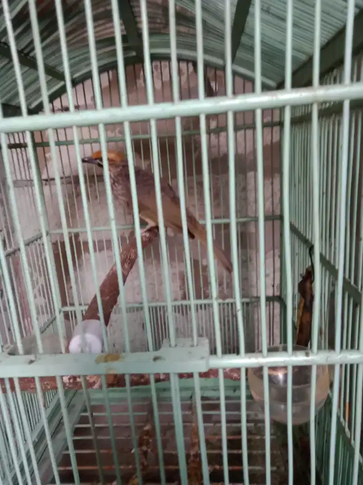 Di jual cucokrowo usia 4 thn dna betina