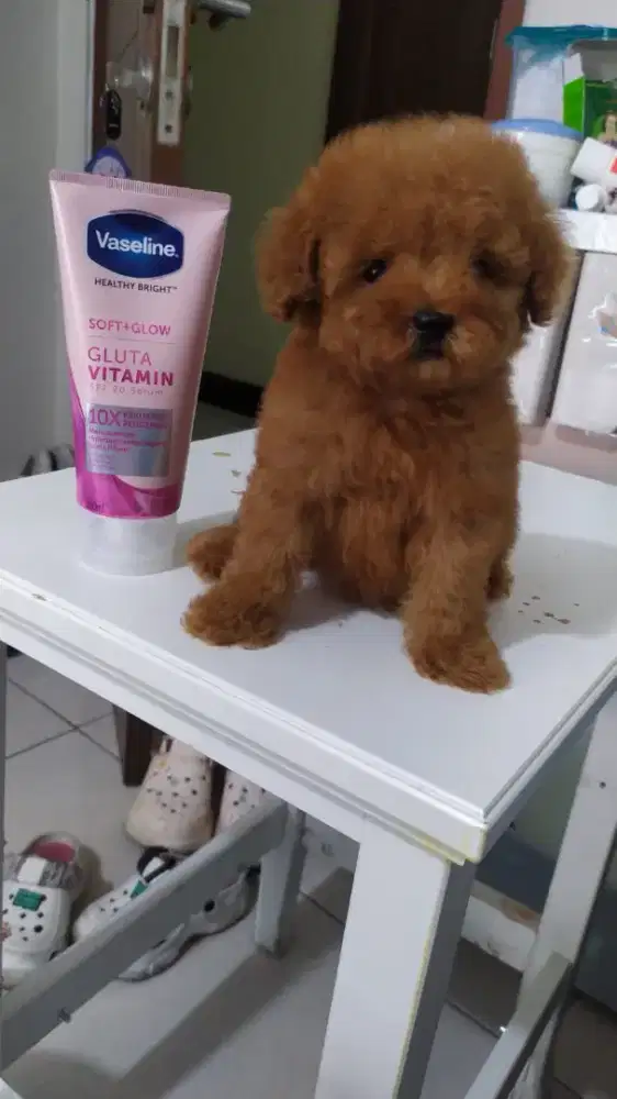 Mini size tiny poodle