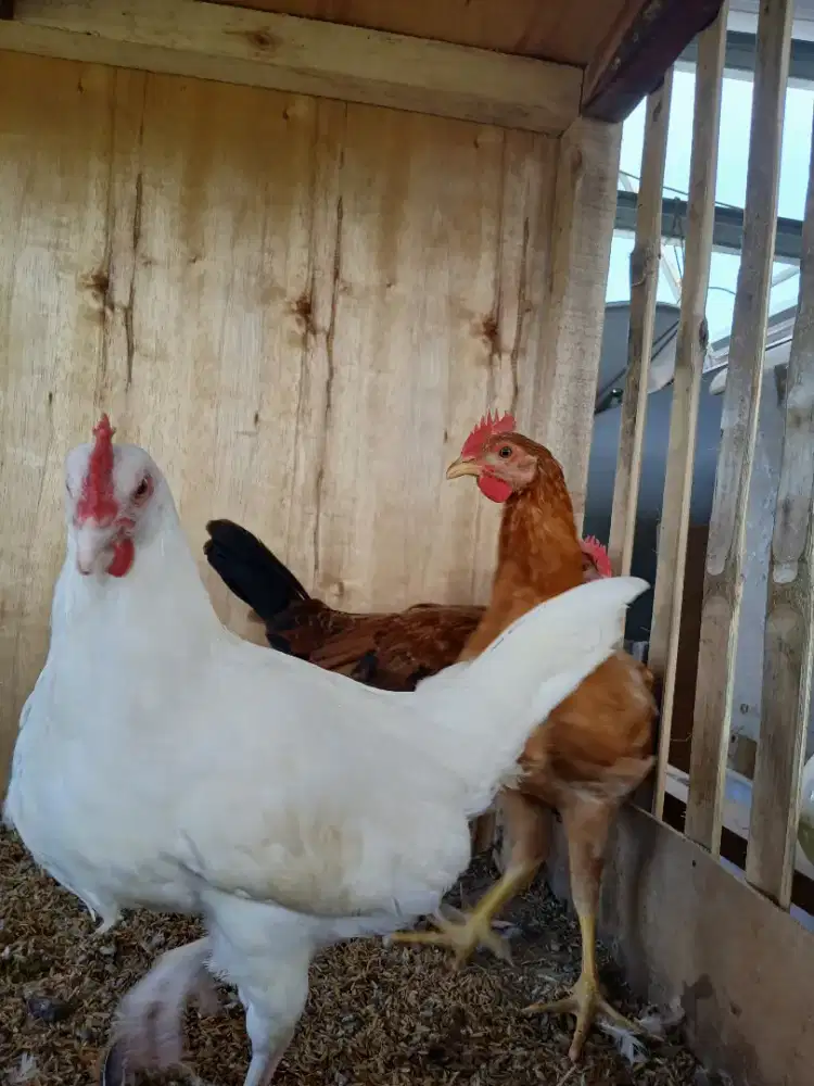 Ayam kampung petelur elba