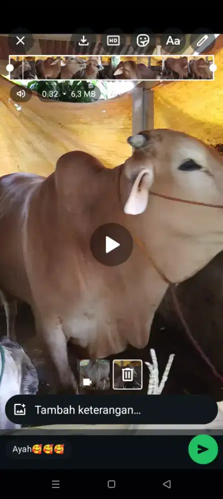 JUAL SAPI QURBAN