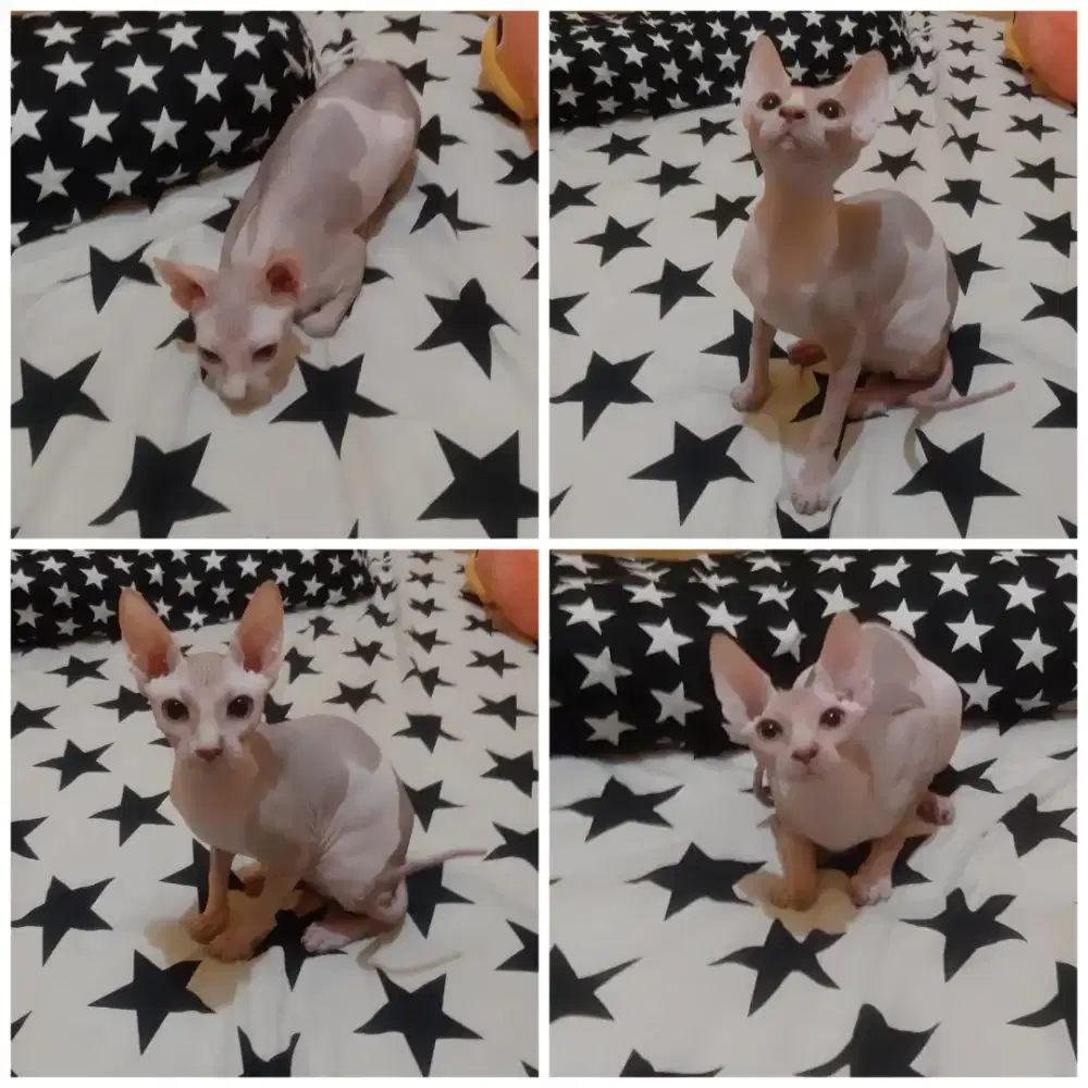 Kucing spynx (kucing tanpa bulu)