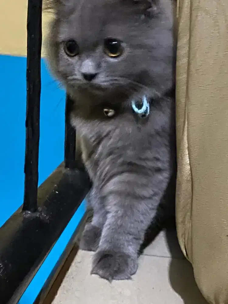 Kucing bsh abu2