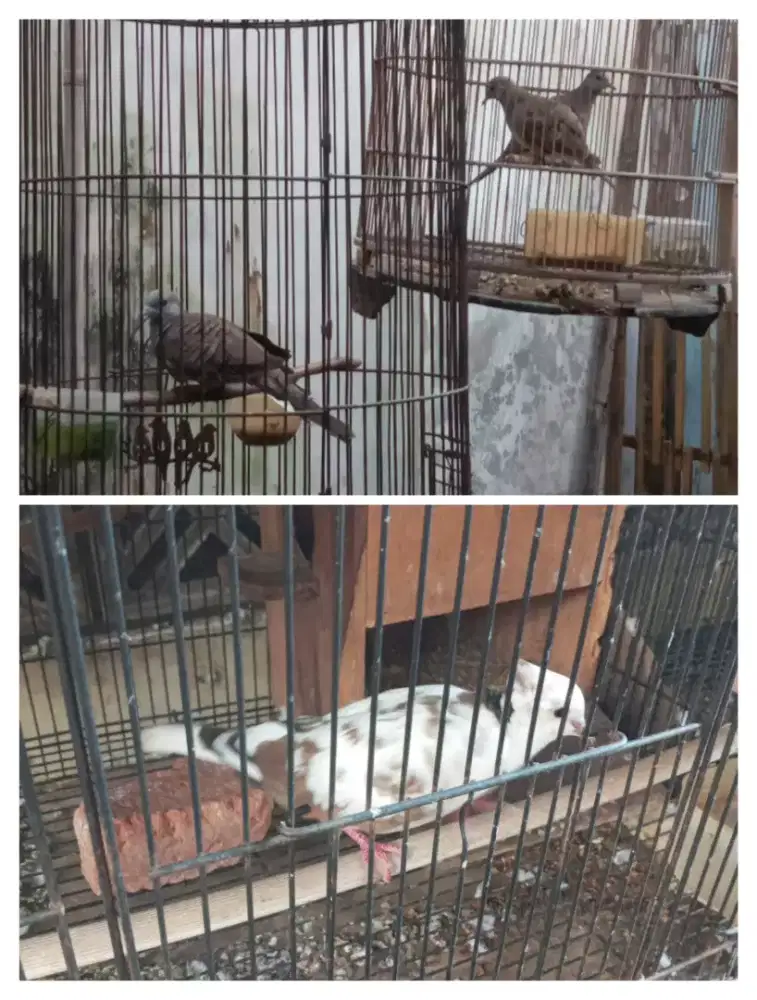 Di borong burung prkutut,puter plus k nego