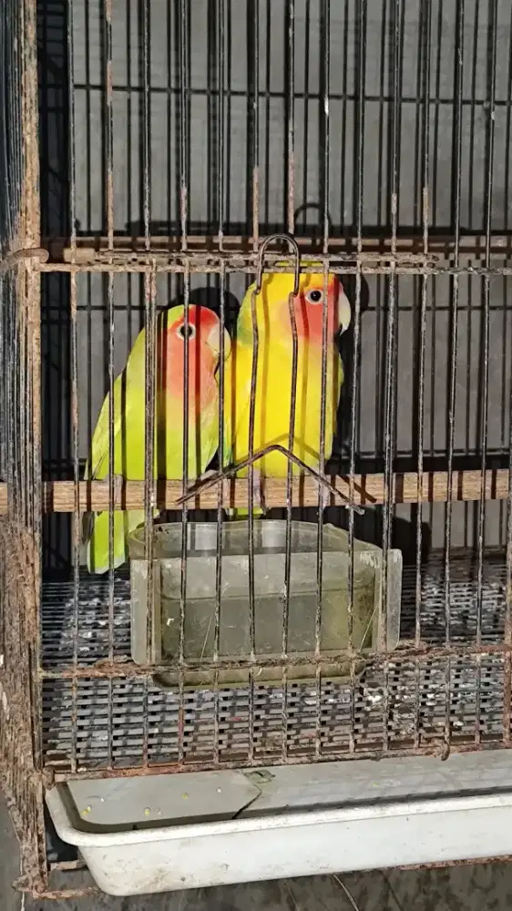 indukan lovebird non klep
