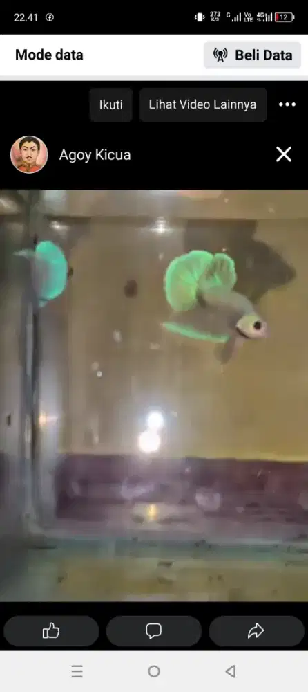 Green Aurora Vanda