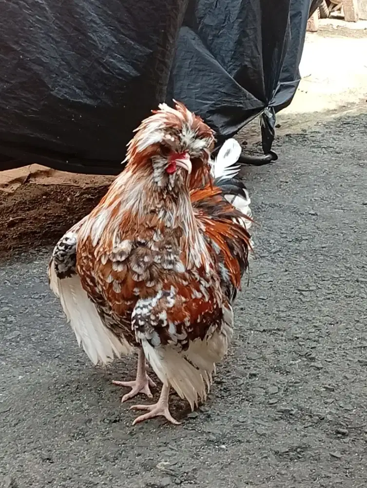 Ayam poland Jantan