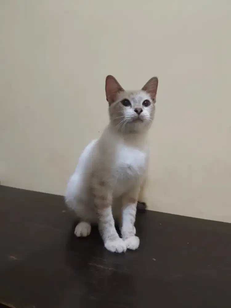 Kucing kitten jantan