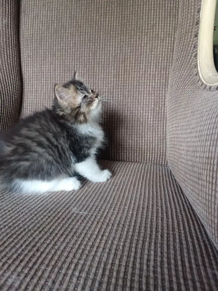 Adopt kitten milih