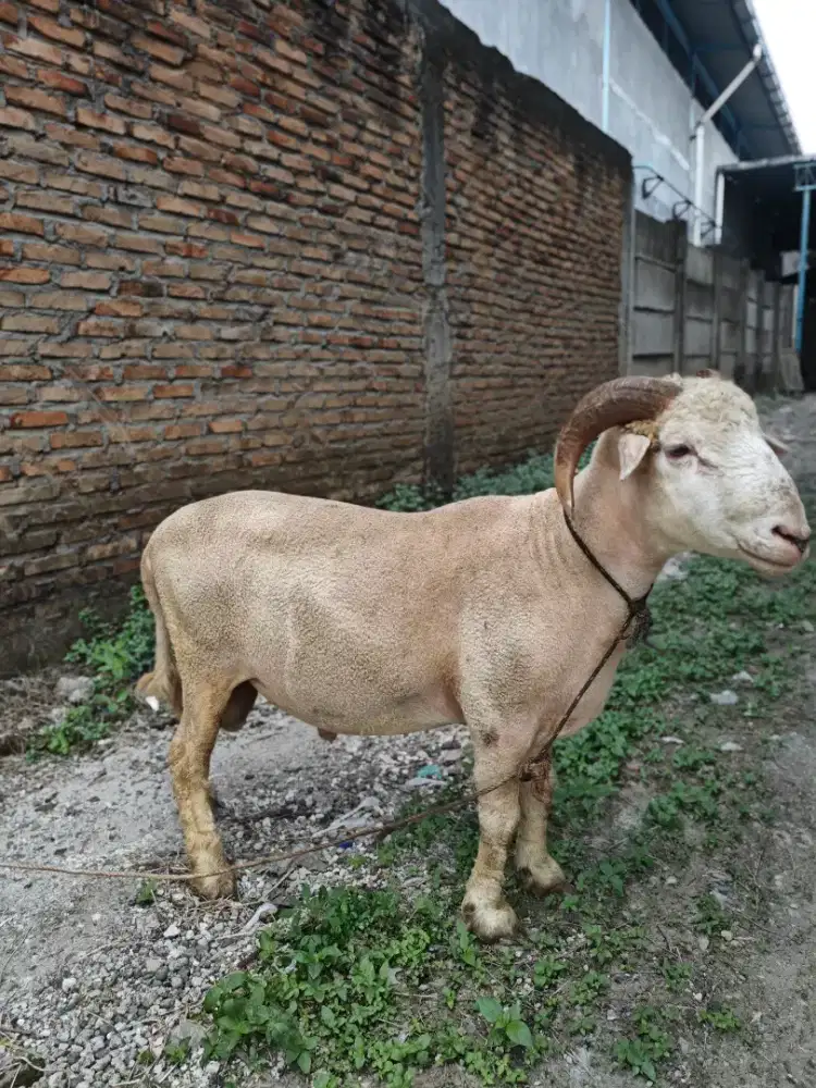 Kambing qurban murah gratis antar dan perawatan