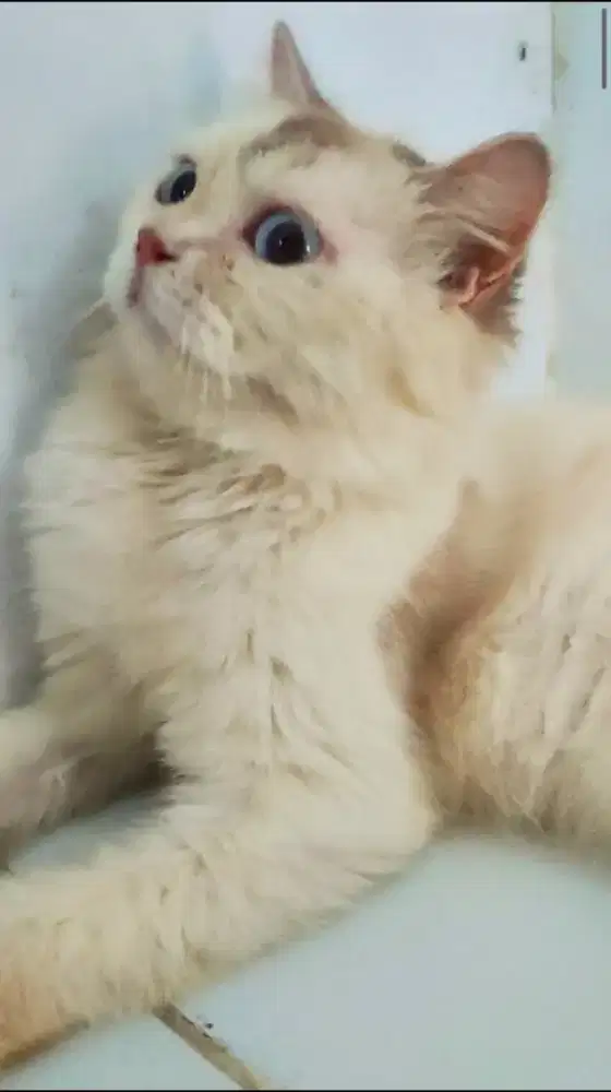 Kucing Persia Betina Himalaya mata biru