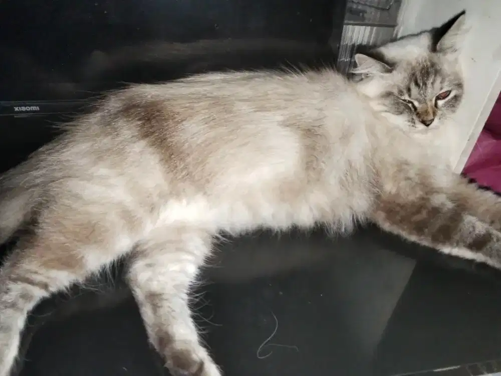 Kucing Himalaya