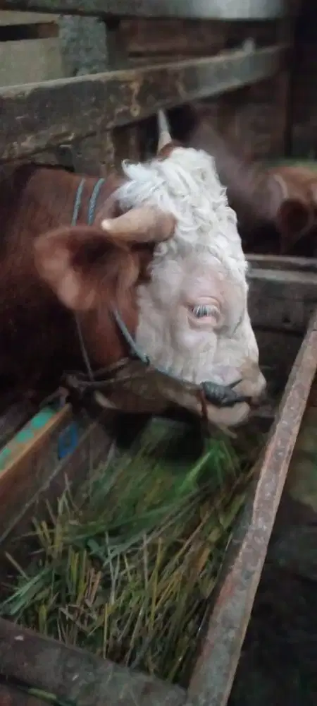 Sapi qurban Bandung