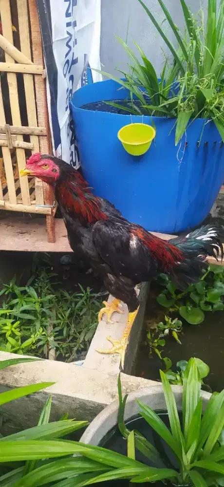 Ayam  bangkok  koyngon usia  9 bulan