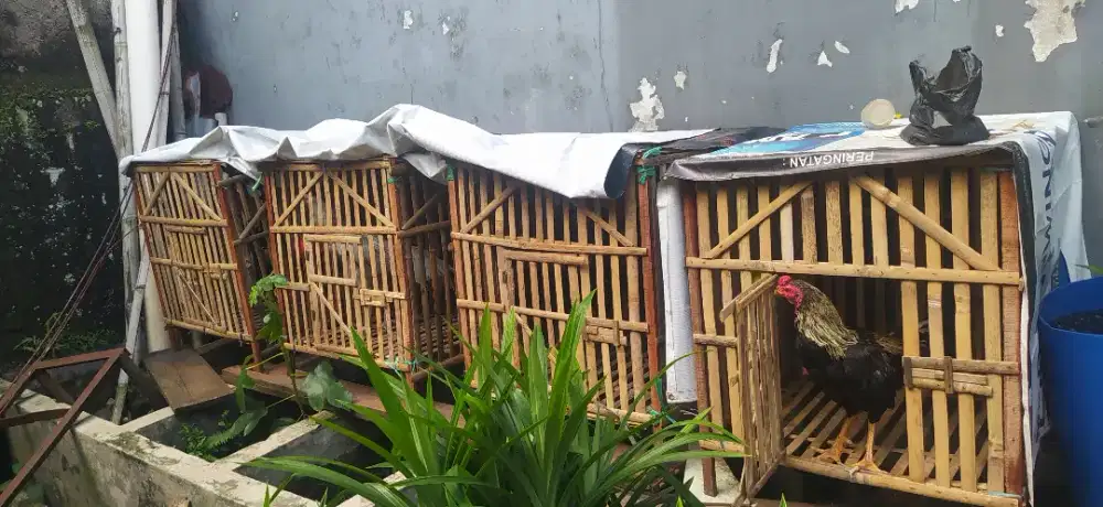 Ayam  bangkok   koyngon,  usia  9  bulan.