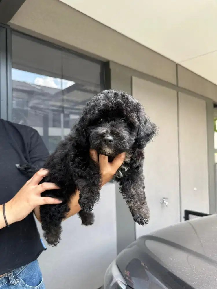 poodle jantan dan betina