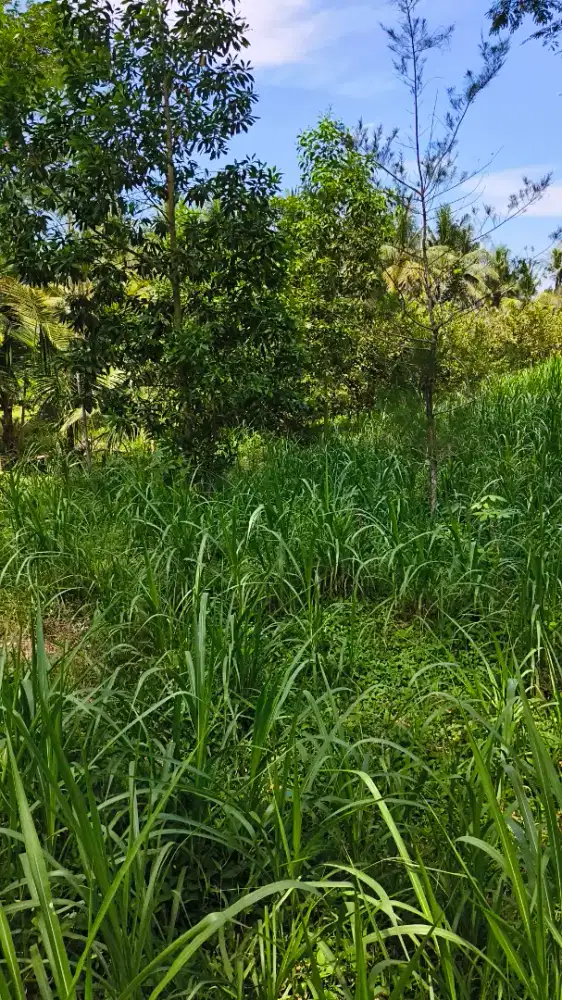 Dijual Tanah Pinggir Jalan JLS-Daendels Desa Jogosimo Klirong