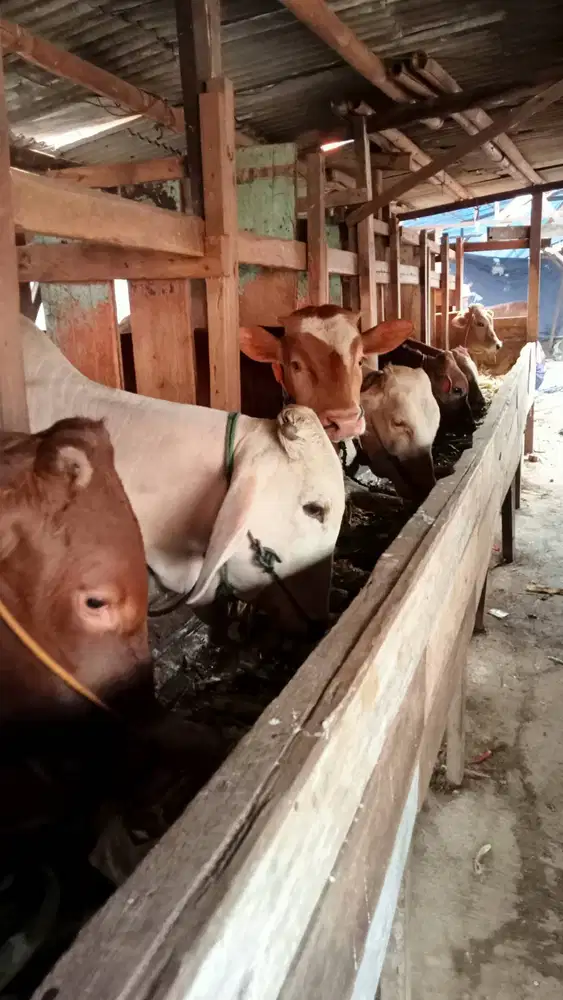 Sapi qurban bandung