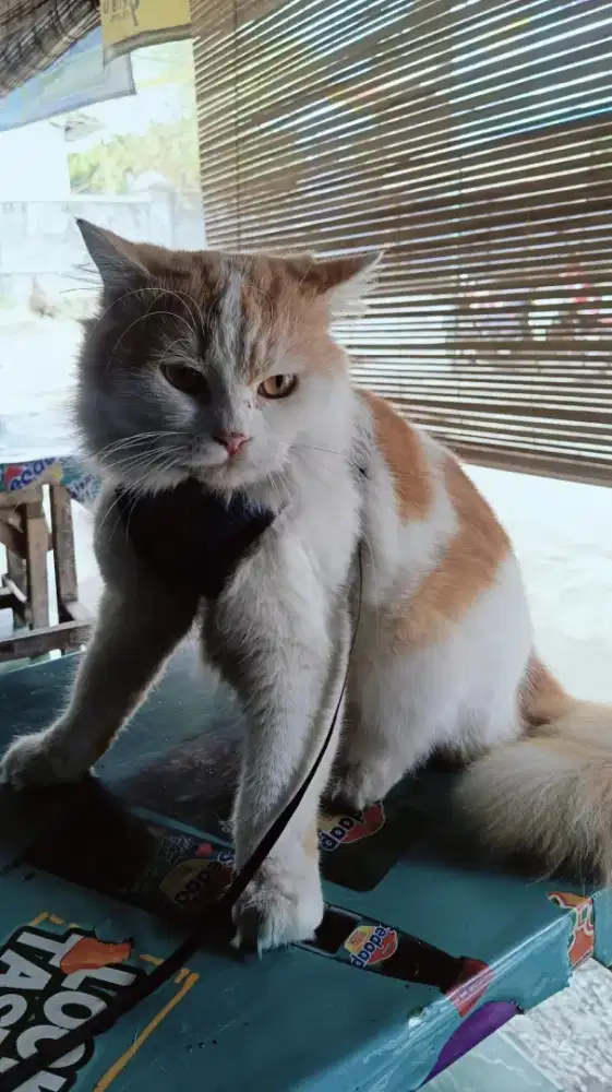 Lepas Adopt Kucing Persia Jantan