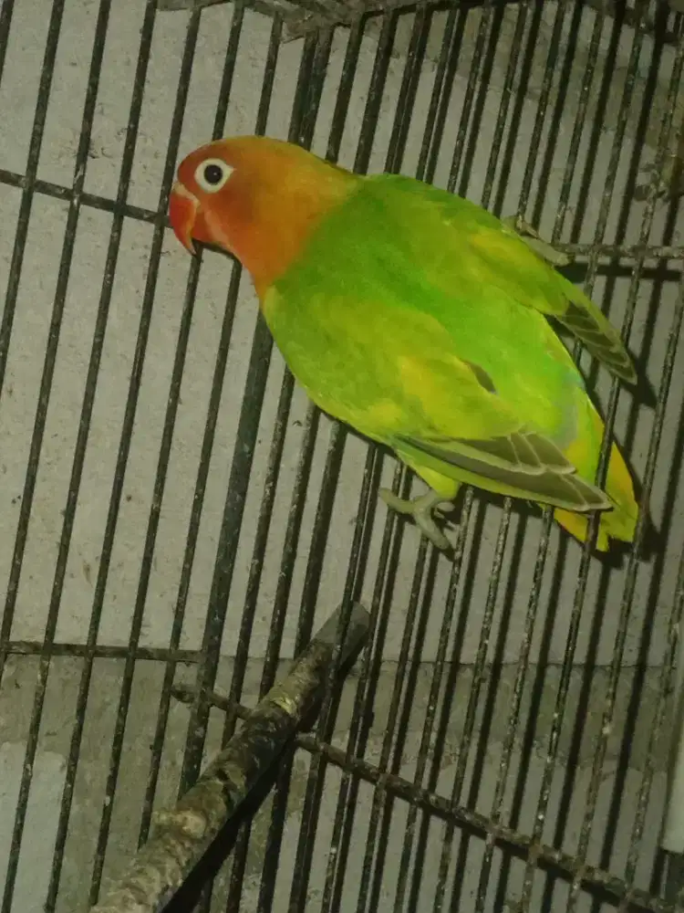 LOVEBIRD BALIBU BETINA