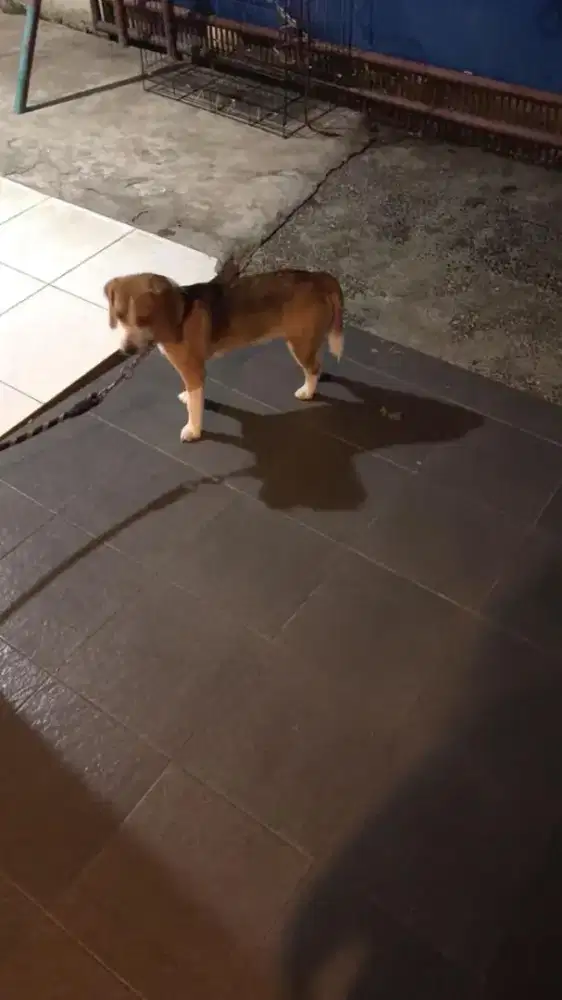 Anjing Beagle umur 1 tahun