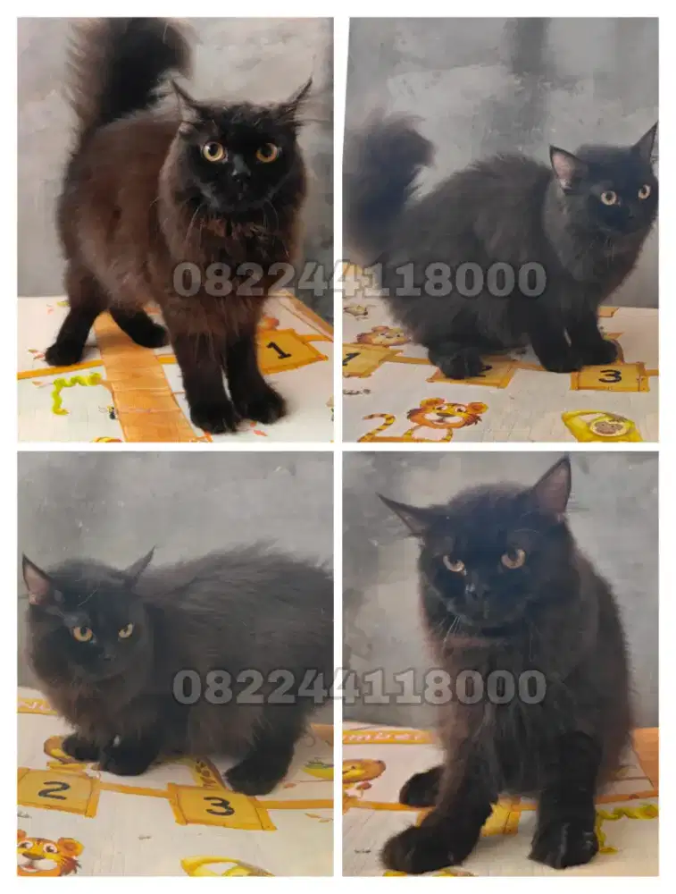 Kucing BLH (Cinnamon)