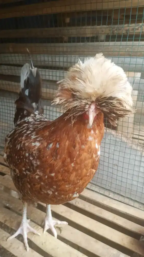 Ayam hias poland