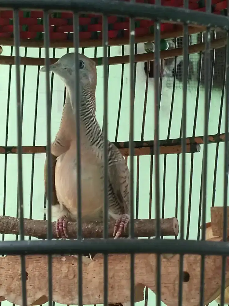 perkutut bangkok fullset burung sudah mampn