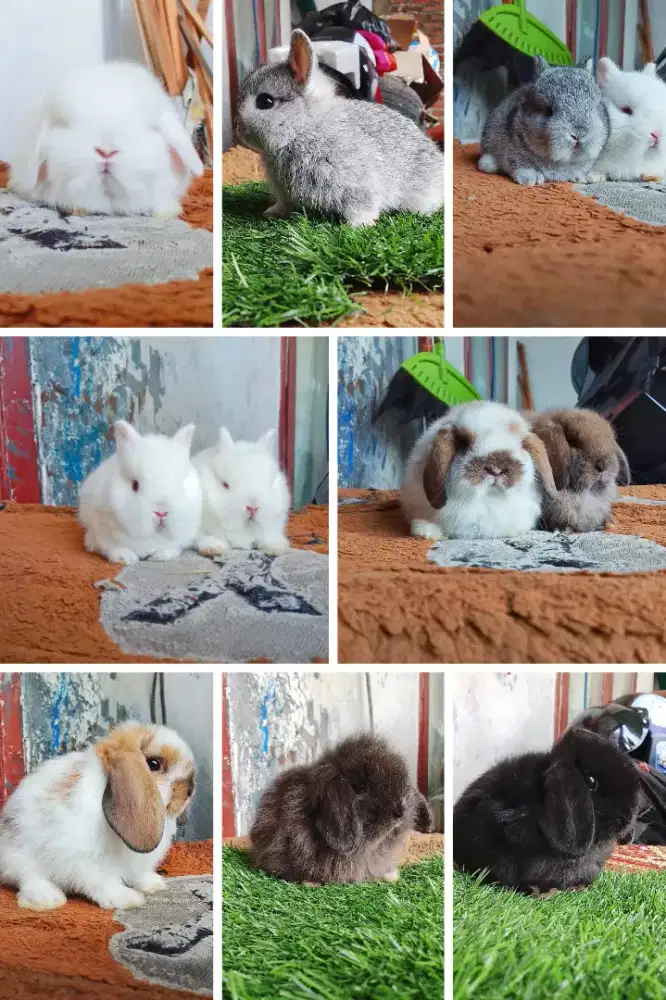 Peternakan kelinci