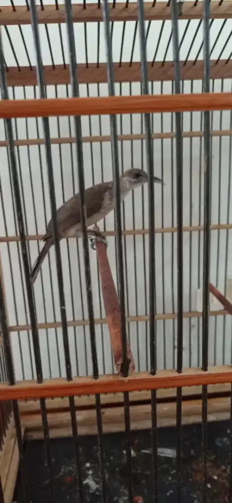 Kandang + Burung Cak Timor Non Tanduk