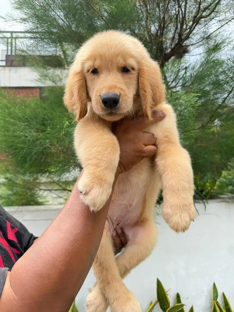 Golden Big size