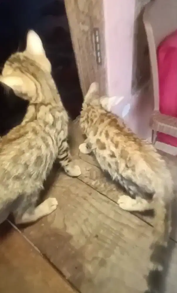 B3n9al kitten sehat