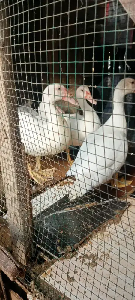 Di jual entok jumbo leher panjang
