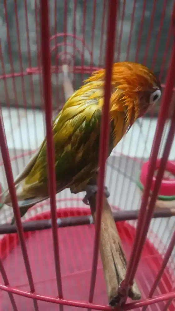 Burung lovebird betina