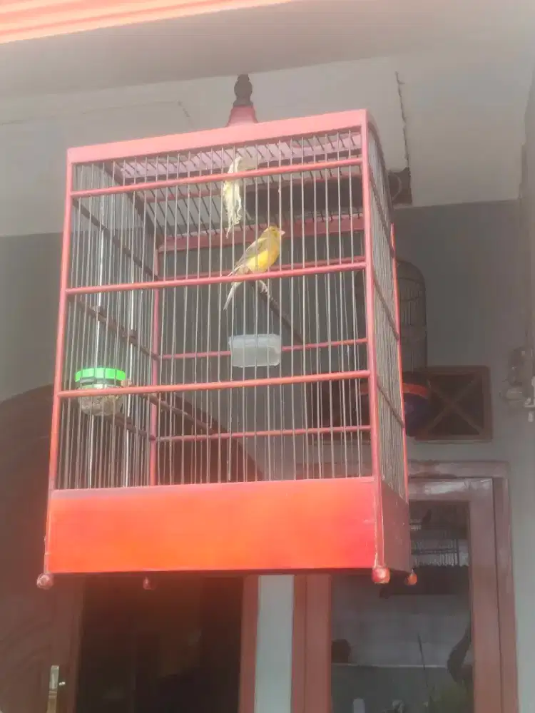 Burung kenari lokal