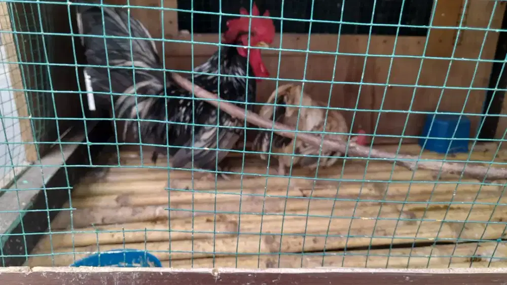 Jual ayam kate spasang sring nelor
