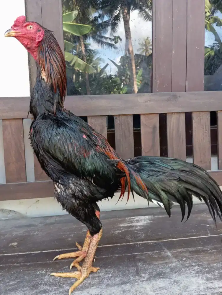 Ayam Bangkok Super Jalu