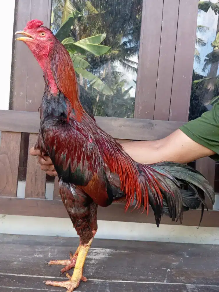 AYAM BANGKOK SUPER JALU