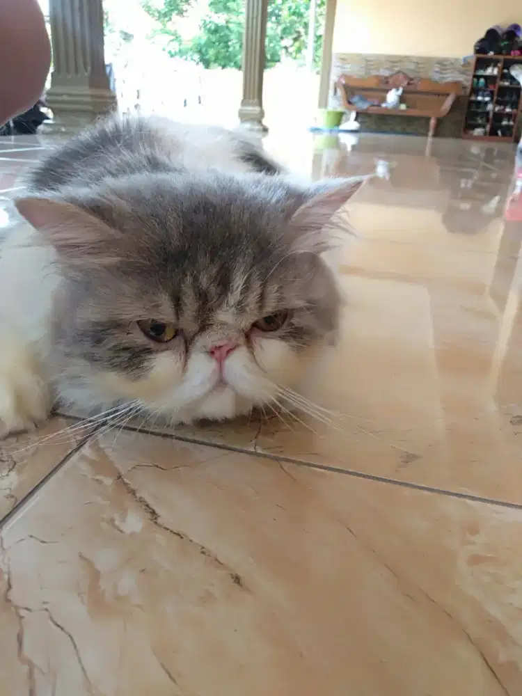 2 Ekor Kucing Persia Peaknose Jantan
