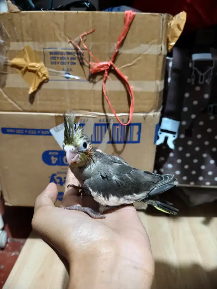 Burung falk parkit australia lolohan jinak